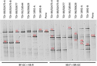 Homing in on Endogenous Badnaviral Elements: Development of Multiplex PCR-DGGE for Detection and Rapid Identification of Badnavirus Sequences in Yam Germplasm